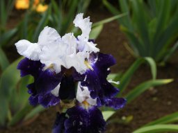 2024-Iris-36
