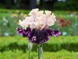 2024-Iris-37