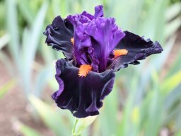 2024-Iris-38