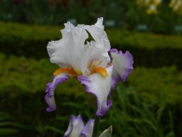 2024-Iris-39
