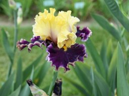2024-Iris-4
