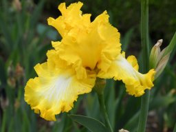 2024-Iris-40