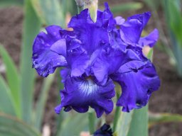 2024-Iris-41