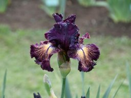 2024-Iris-42