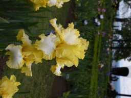 2024-Iris-43