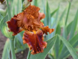 2024-Iris-44