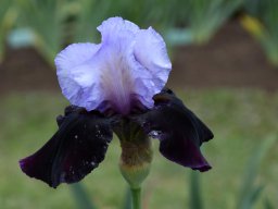 2024-Iris-46