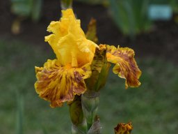 2024-Iris-47