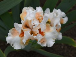 2024-Iris-48