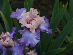 2024-Iris-49