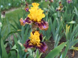 2024-Iris-5