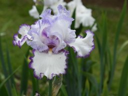 2024-Iris-50