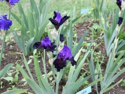 2024-Iris-51