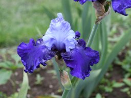2024-Iris-52