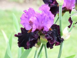 2024-Iris-53