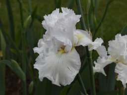 2024-Iris-54