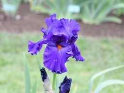 2024-Iris-55