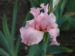 2024-Iris-56