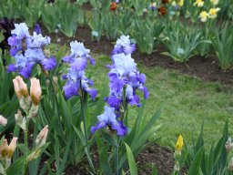 2024-Iris-57