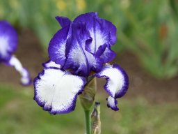 2024-Iris-58