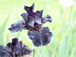 2024-Iris-59
