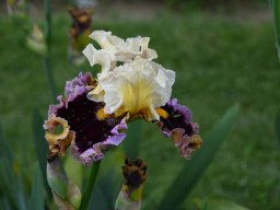 2024-Iris-6