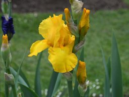 2024-Iris-60