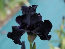 2024-Iris-61