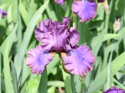 2024-Iris-62