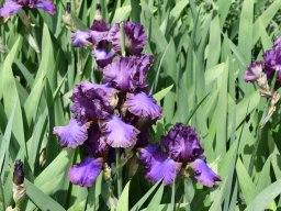 2024-Iris-63