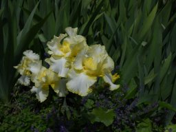 2024-Iris-64