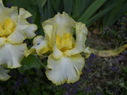 2024-Iris-65
