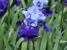 2024-Iris-66