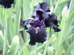 2024-Iris-67