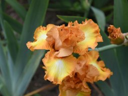 2024-Iris-68