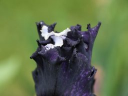 2024-Iris-7