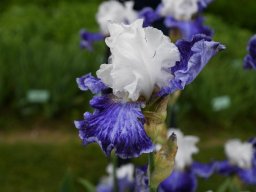 2024-Iris-8