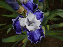 2024-Iris-9
