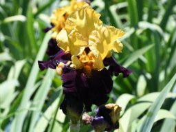 2025-Iris-Vullierens-21