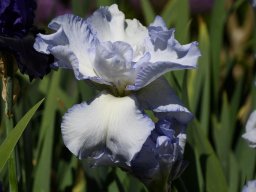 2025-Iris-Vullierens-8