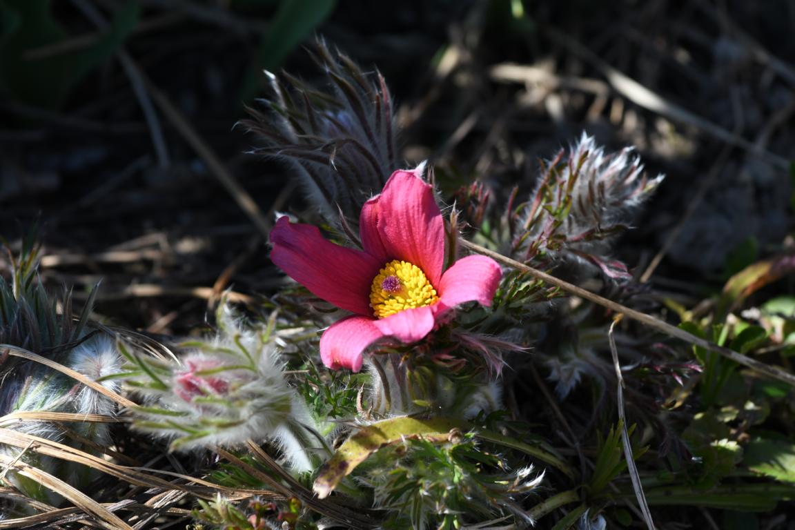 Anemone pulsatilla 1