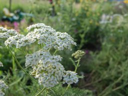 Achillea-millefolium