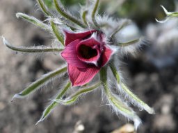 Anemone-pulsatilla-2