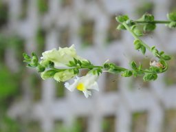 Anthirrhinum-majus