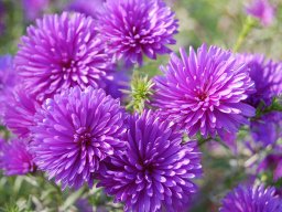 Aster