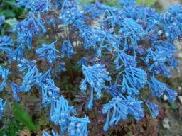 Corydalis-flexuosa