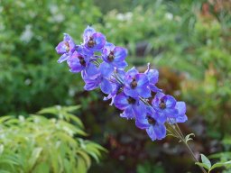 Delphinium-Belladonna