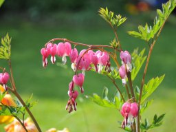 Dicentra-spectabilis