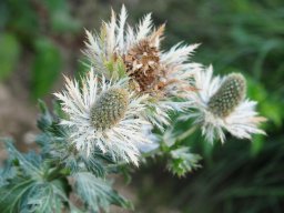 Eryngium-planum