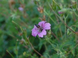 Geranium